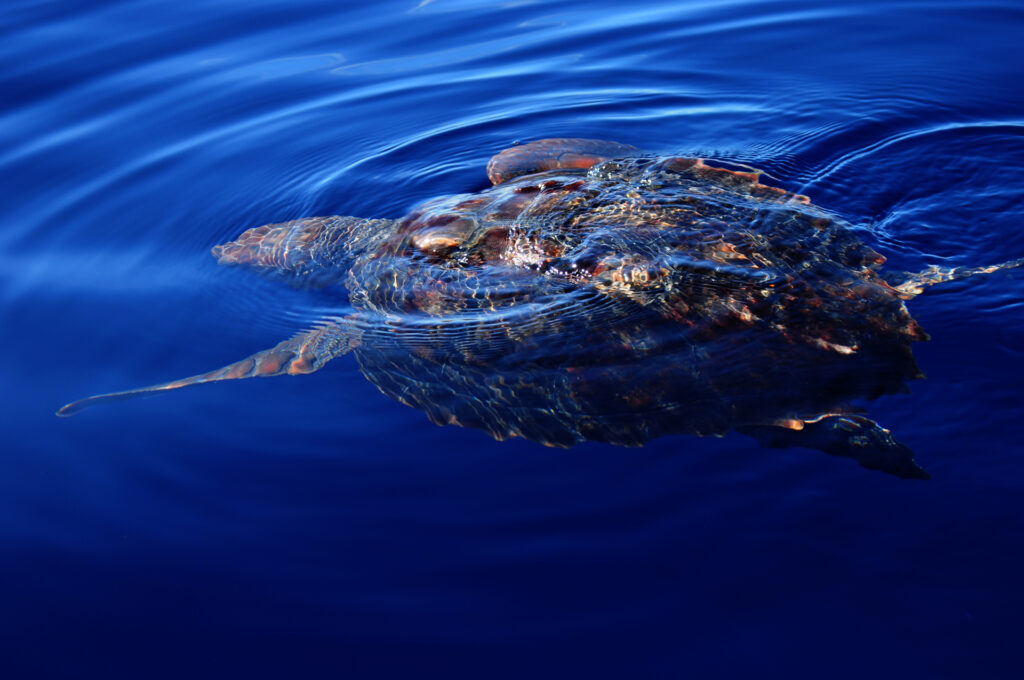 Una tartaruga caretta vista dall'alto, appena sotto la superficie di un mare blu profondo: il carapace bruno-rossiccio affiora e una pinna anteriore si allunga di lato