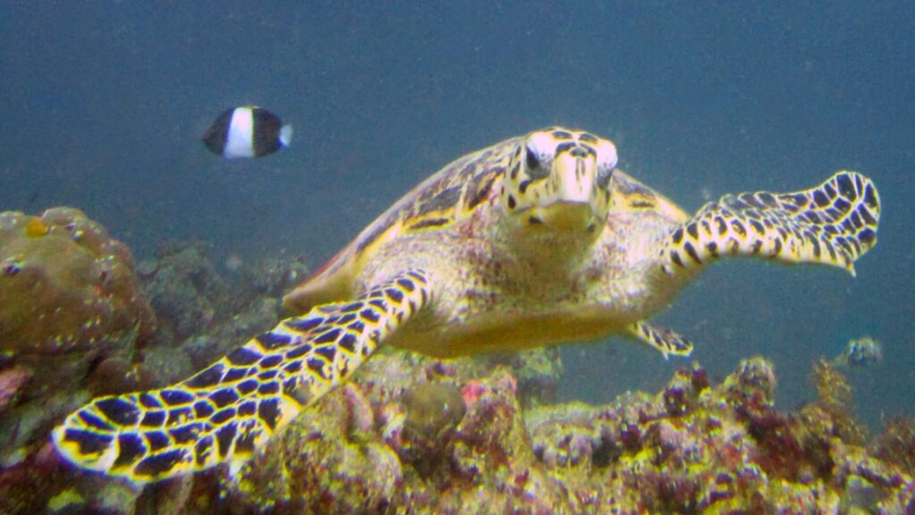 Una tartaruga embricata nuota verso l'obiettivo, con il becco adunco e le pinne squamose, e un pesce damigella bianco e nero dietro di lei