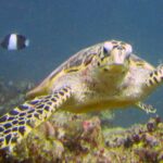 Una tartaruga embricata nuota verso l'obiettivo, con il becco adunco e le pinne squamose, e un pesce damigella bianco e nero dietro di lei