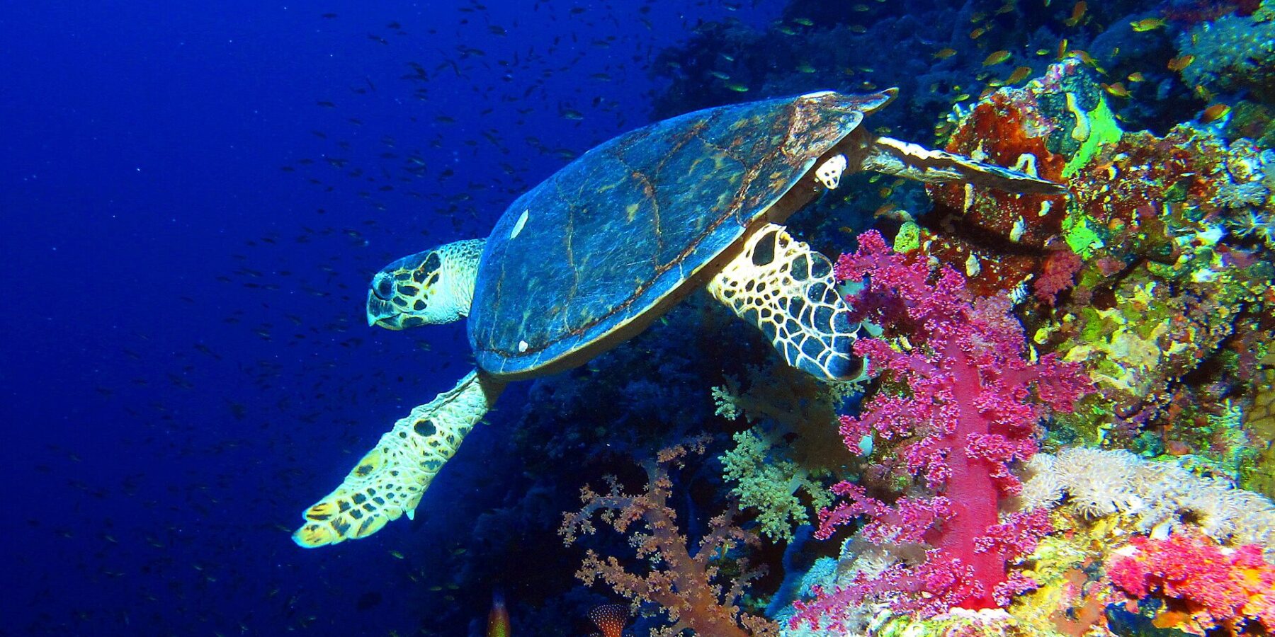 Una tartaruga embricata nuota lungo una parete sopra coralli molli rosa, con il blu profondo alle spalle