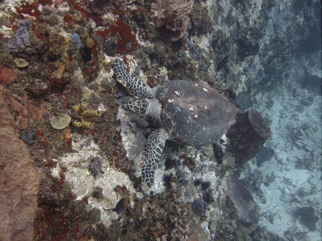Una tartaruga embricata con il carapace punteggiato di balani, la testa contro una parete coperta di spugne rosse, gialle e viola e di ricci neri