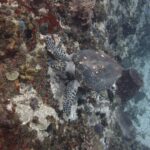 Una tartaruga embricata con il carapace punteggiato di balani, la testa contro una parete coperta di spugne rosse, gialle e viola e di ricci neri