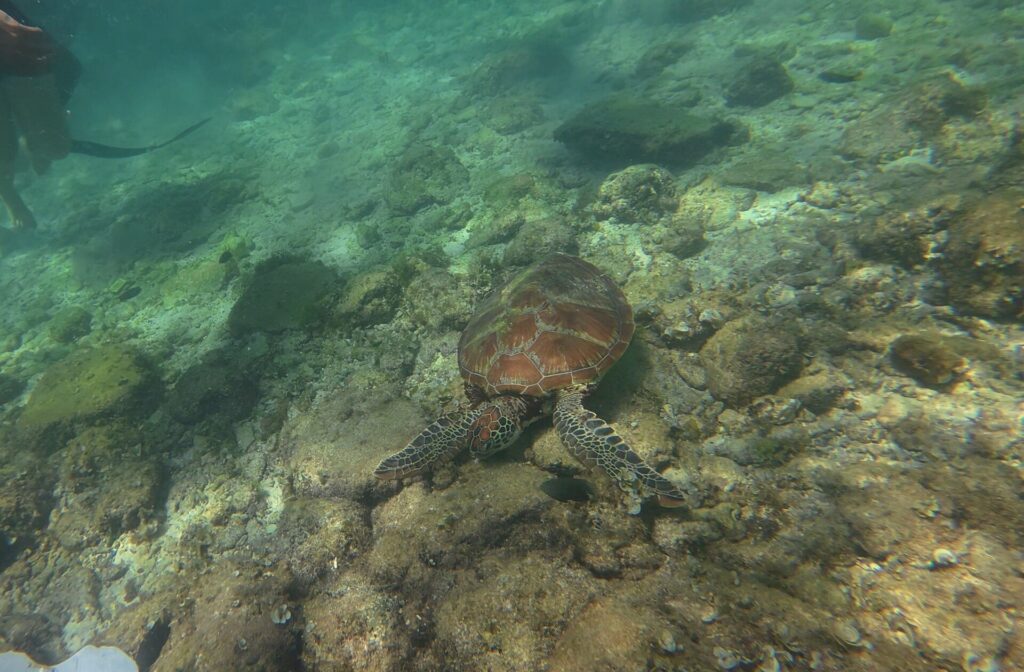 Vista dall'alto, una tartaruga marina dal carapace bruno a filo di un fondale roccioso coperto di alghe, in un'acqua verde chiaro, con le gambe e la pinna di un nuotatore in alto a sinistra.