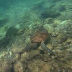 Vista dall'alto, una tartaruga marina dal carapace bruno a filo di un fondale roccioso coperto di alghe, in un'acqua verde chiaro, con le gambe e la pinna di un nuotatore in alto a sinistra.