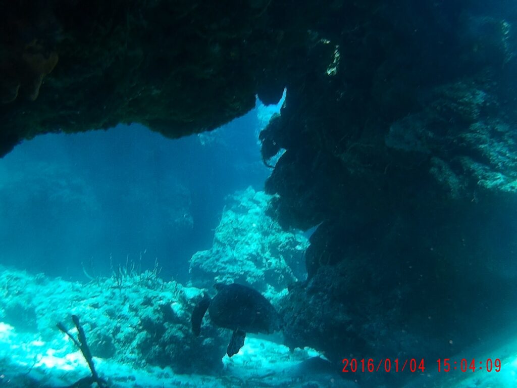 Una tartaruga posata sulla sabbia sotto uno strapiombo di corallo a Palancar, con gorgonie in primo piano e il blu dietro