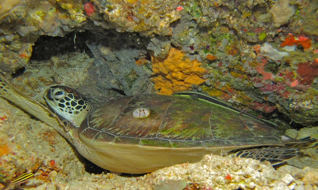 Una tartaruga verde distesa sotto uno strapiombo del reef, il carapace bruno-verde con un balano e una remora a strisce posata sopra, davanti a una spugna gialla.
