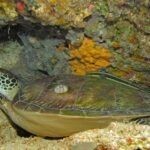 Una tartaruga verde distesa sotto uno strapiombo del reef, il carapace bruno-verde con un balano e una remora a strisce posata sopra, davanti a una spugna gialla.