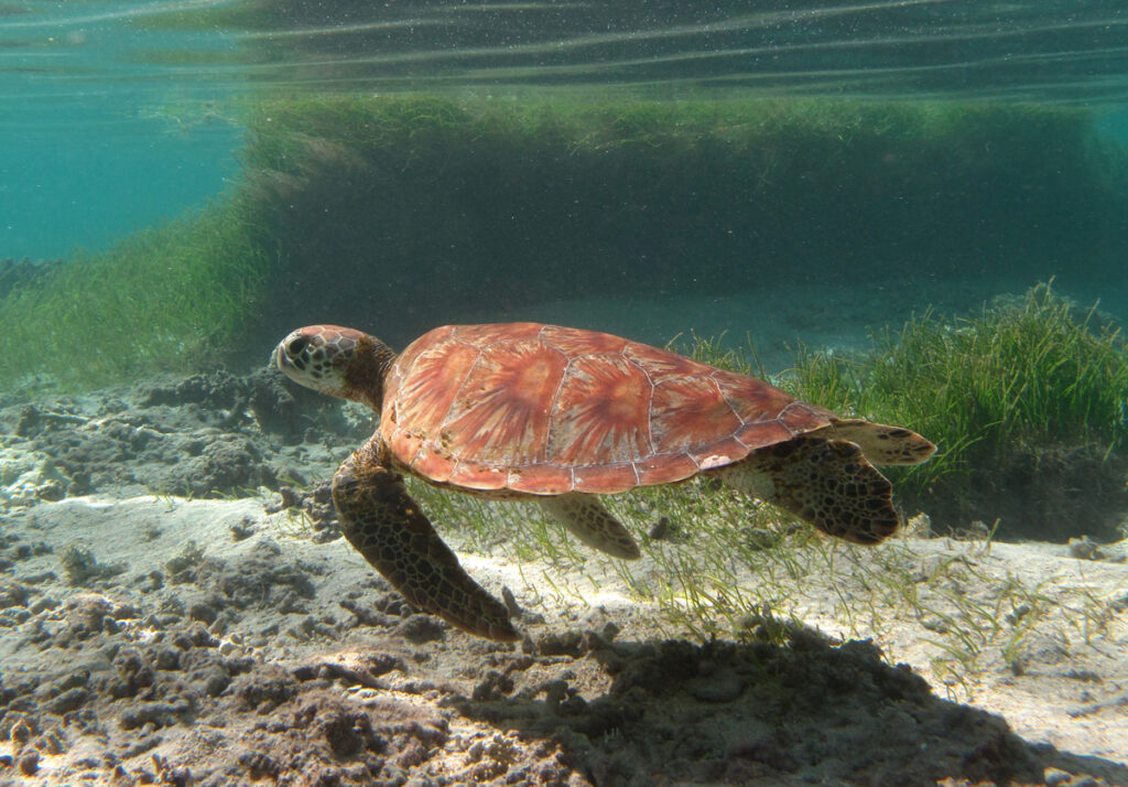 Una giovane tartaruga verde con il carapace arancione striato a ventaglio nuota rasente alla sabbia, davanti a una prateria, appena sotto la superficie