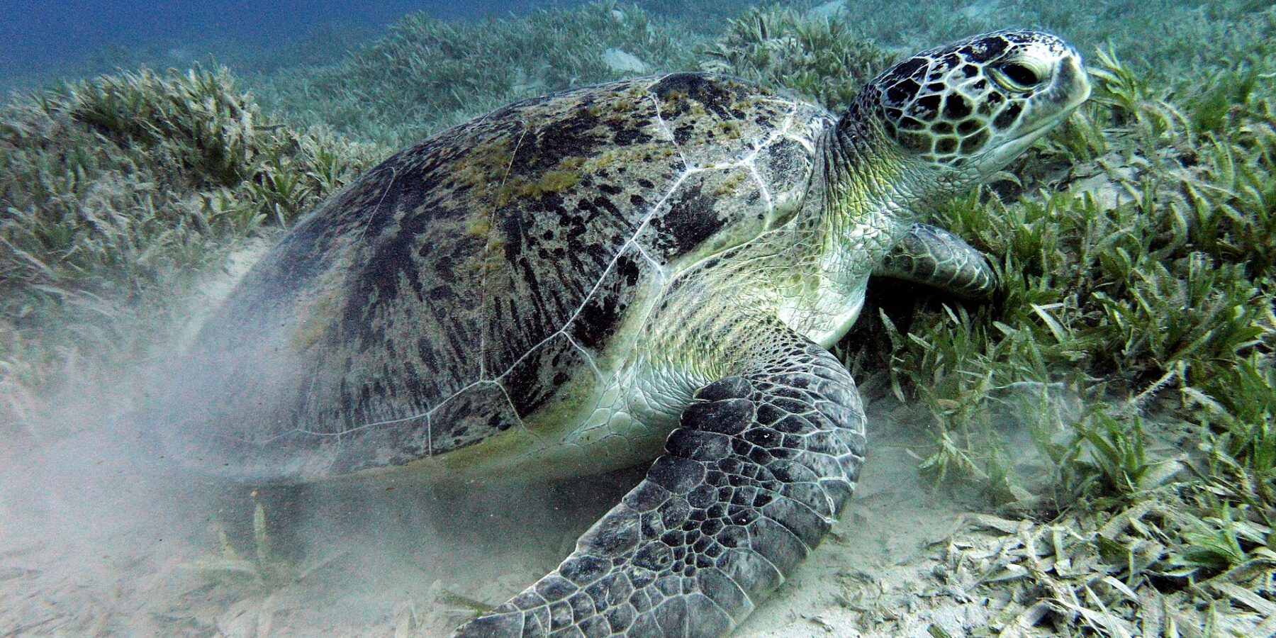 Una tartaruga verde bruca la prateria sul fondale sabbioso, vicino a Marsa Alam, nel Mar Rosso