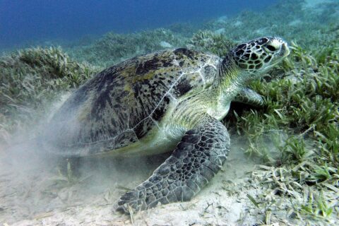 Una tartaruga verde bruca la prateria sul fondale sabbioso, vicino a Marsa Alam, nel Mar Rosso
