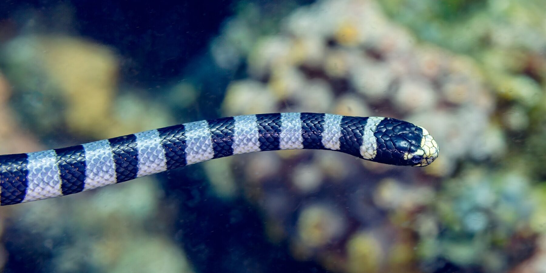 Un serpente di mare bocca gialla visto di profilo nuota in orizzontale davanti a un reef sfocato, la testa nera con il muso e il labbro giallo pallido, il corpo cerchiato da anelli neri e grigio-blu