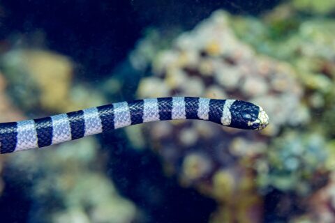Un serpente di mare bocca gialla visto di profilo nuota in orizzontale davanti a un reef sfocato, la testa nera con il muso e il labbro giallo pallido, il corpo cerchiato da anelli neri e grigio-blu