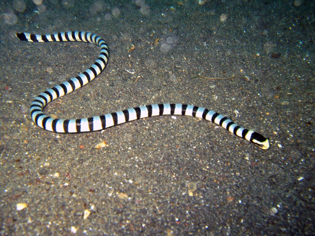 Un serpente di mare bocca gialla intero disteso a S su una sabbia vulcanica grigio scuro, dalla coda in alto a sinistra alla testa nera con il muso giallo a destra, il corpo cerchiato da anelli neri regolari su fondo bianco bluastro