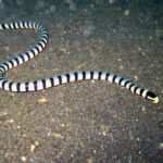 Un serpente di mare bocca gialla intero disteso a S su una sabbia vulcanica grigio scuro, dalla coda in alto a sinistra alla testa nera con il muso giallo a destra, il corpo cerchiato da anelli neri regolari su fondo bianco bluastro