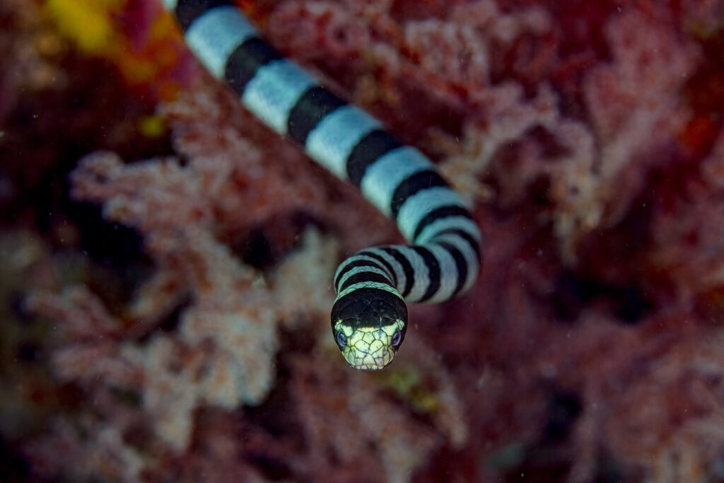 Un serpente di mare bocca gialla visto di fronte avanza verso l'obiettivo, la parte superiore della testa nera, il muso e le labbra giallo pallido tra i due occhi, il corpo a strisce nere e grigio-blu dietro di lui, davanti a coralli molli rossi sfocati