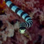 Un serpente di mare bocca gialla visto di fronte avanza verso l'obiettivo, la parte superiore della testa nera, il muso e le labbra giallo pallido tra i due occhi, il corpo a strisce nere e grigio-blu dietro di lui, davanti a coralli molli rossi sfocati