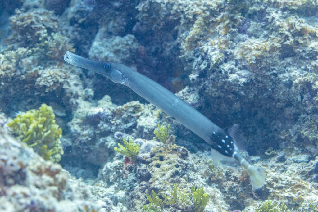 Un pesce trombetta grigio-blu dal lungo muso tubolare scivola in diagonale sopra un reef roccioso coperto di alghe verdi, con la parte posteriore del corpo nera punteggiata di bianco