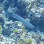 Un pesce trombetta grigio-blu dal lungo muso tubolare scivola in diagonale sopra un reef roccioso coperto di alghe verdi, con la parte posteriore del corpo nera punteggiata di bianco