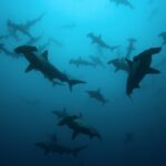 Un banco di squali martello smerlati in controluce in un'acqua blu-verde, visti dal basso, una ventina di esemplari