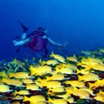 Visto di fronte, un sub con le braccia aperte plana sopra un fitto banco di lutiani gialli a righe blu che copre il reef, in un'acqua blu profondo.