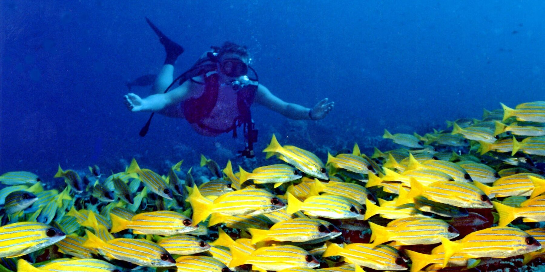 Visto di fronte, un sub con le braccia aperte plana sopra un fitto banco di lutiani gialli a righe blu che copre il reef, in un'acqua blu profondo.