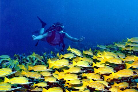 Visto di fronte, un sub con le braccia aperte plana sopra un fitto banco di lutiani gialli a righe blu che copre il reef, in un'acqua blu profondo.