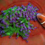 Primo piano di un anemone dai tentacoli verdi con la punta viola, raccolto nelle pieghe rosso arancio della sua colonna, a cui si avvicina da destra un pesce pagliaccio rosa con una striscia bianca