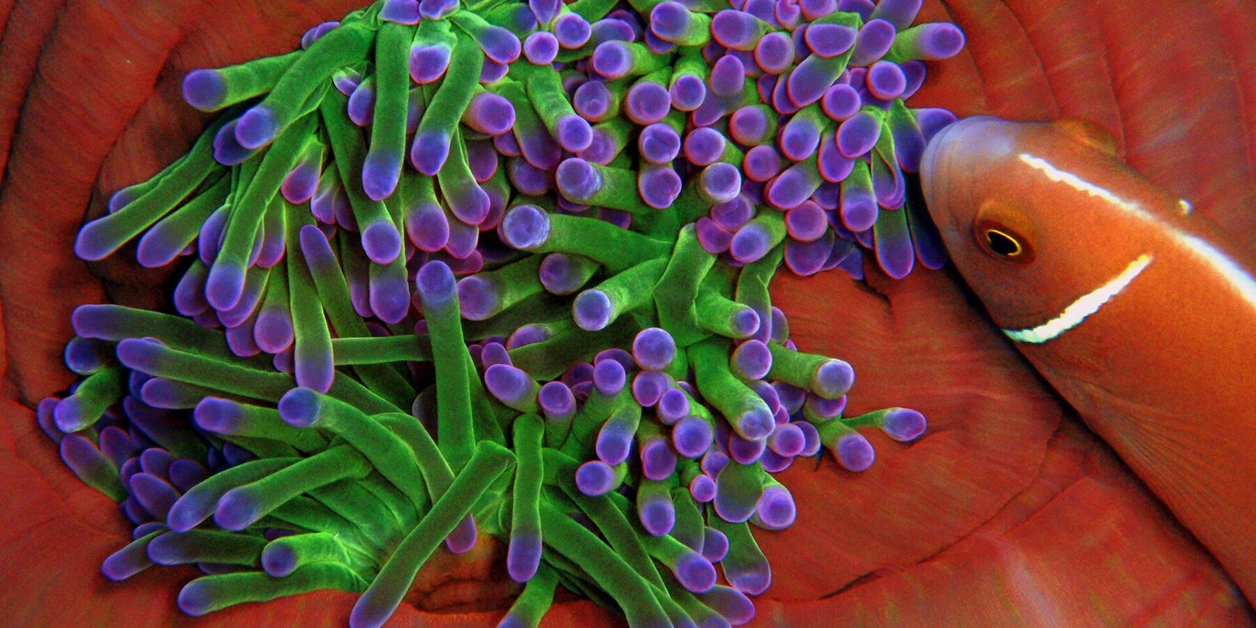 Primo piano di un anemone dai tentacoli verdi con la punta viola, raccolto nelle pieghe rosso arancio della sua colonna, a cui si avvicina da destra un pesce pagliaccio rosa con una striscia bianca