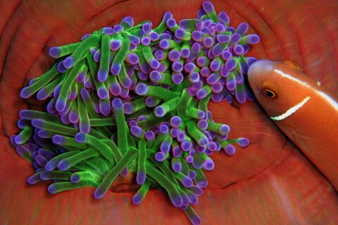 Primo piano di un anemone dai tentacoli verdi con la punta viola, raccolto nelle pieghe rosso arancio della sua colonna, a cui si avvicina da destra un pesce pagliaccio rosa con una striscia bianca