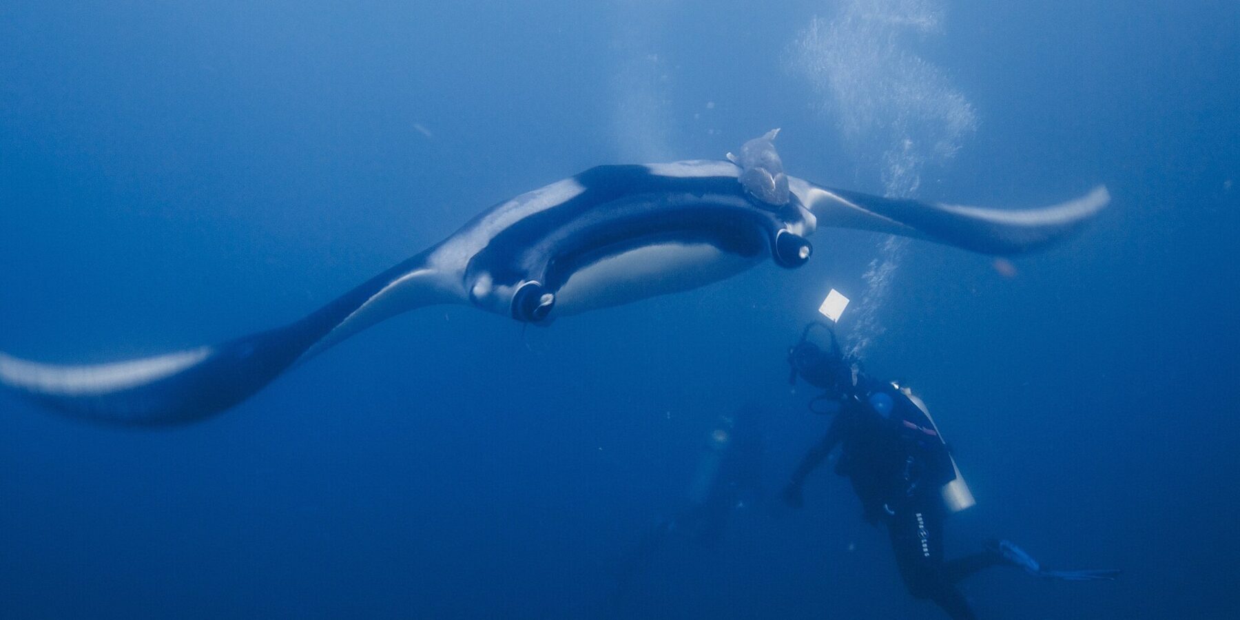 Una manta oceanica, ali spiegate, plana di fronte verso un sub che la illumina con la torcia, con una remora sul dorso nero dalle spalle bianche e bolle che salgono nel blu.