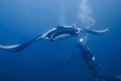 Una manta oceanica, ali spiegate, plana di fronte verso un sub che la illumina con la torcia, con una remora sul dorso nero dalle spalle bianche e bolle che salgono nel blu.