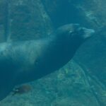 Un leone marino della California nuota di profilo in un'acqua verde, con il corpo affusolato e le vibrisse bianche, sopra un fondale roccioso dove passano piccoli pesci