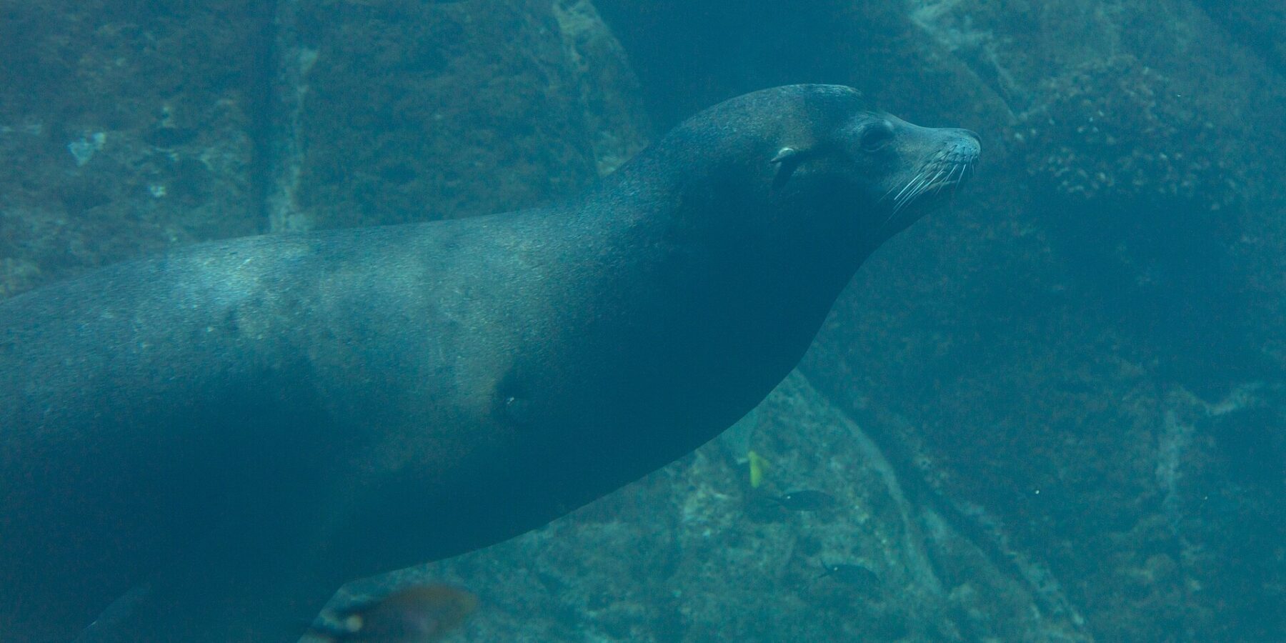 Un leone marino della California nuota di profilo in un'acqua verde, con il corpo affusolato e le vibrisse bianche, sopra un fondale roccioso dove passano piccoli pesci