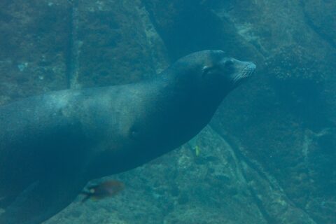 Un leone marino della California nuota di profilo in un'acqua verde, con il corpo affusolato e le vibrisse bianche, sopra un fondale roccioso dove passano piccoli pesci