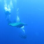 Una mobula passa tra i sub aggrappati alla cima della barca, nel blu profondo del Banco Princesa Alice
