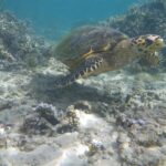 Una tartaruga marina dal becco stretto e adunco nuota sopra un fondo di sabbia e coralli ramificati, nell'acqua limpida e bassa della laguna