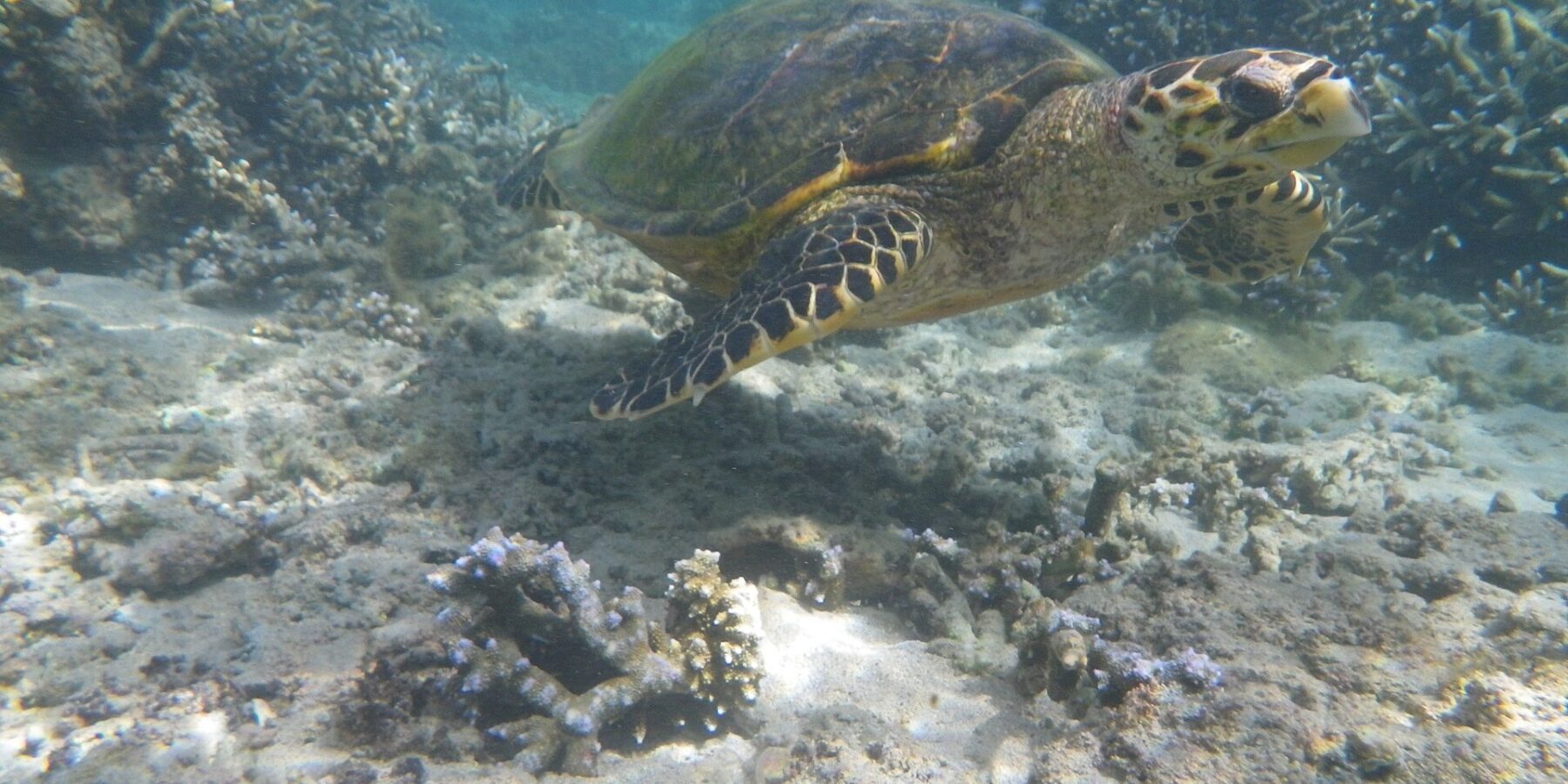 Una tartaruga marina dal becco stretto e adunco nuota sopra un fondo di sabbia e coralli ramificati, nell'acqua limpida e bassa della laguna