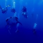 Uno squalo balena maculato visto di fronte nuota nel blu profondo, circondato da una decina di sub le cui bolle salgono verso la superficie.