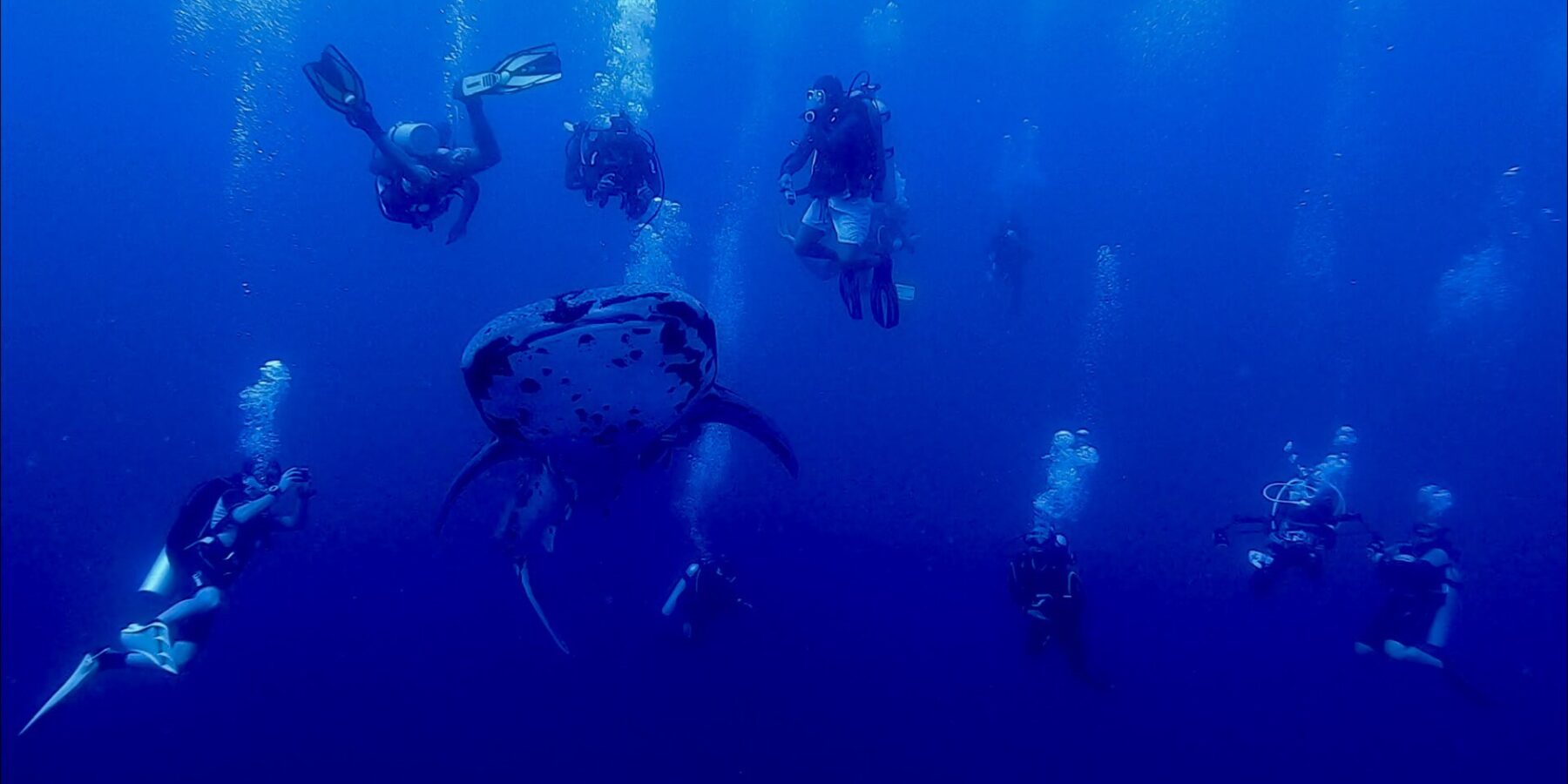 Uno squalo balena maculato visto di fronte nuota nel blu profondo, circondato da una decina di sub le cui bolle salgono verso la superficie.