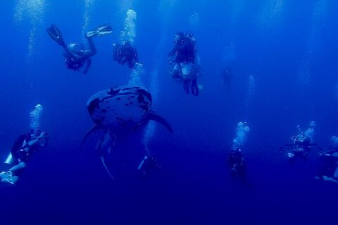 Uno squalo balena maculato visto di fronte nuota nel blu profondo, circondato da una decina di sub le cui bolle salgono verso la superficie.