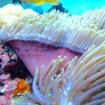 Un anemone di mare con i tentacoli bianchi eretti e il piede rosa, un sub con le pinne gialle sfocato sullo sfondo, nella passe di Njao