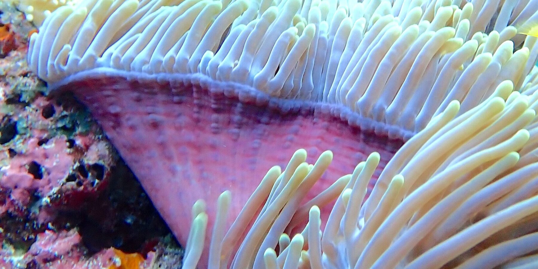 Un anemone di mare con i tentacoli bianchi eretti e il piede rosa, un sub con le pinne gialle sfocato sullo sfondo, nella passe di Njao
