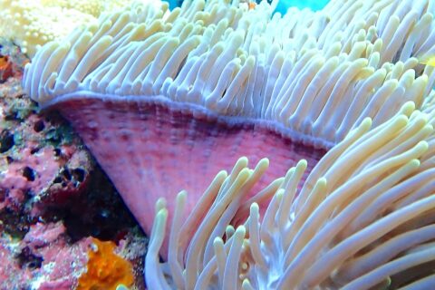 Un anemone di mare con i tentacoli bianchi eretti e il piede rosa, un sub con le pinne gialle sfocato sullo sfondo, nella passe di Njao