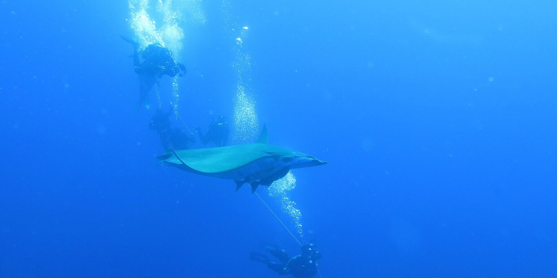 Una mobula passa tra i sub aggrappati alla cima della barca, nel blu profondo del Banco Princesa Alice