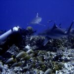 Un sub a filo di un fondale di coralli vede passare due squali vicinissimi, sopra un banco di pesci grigi dalla coda gialla, in un'acqua blu profondo