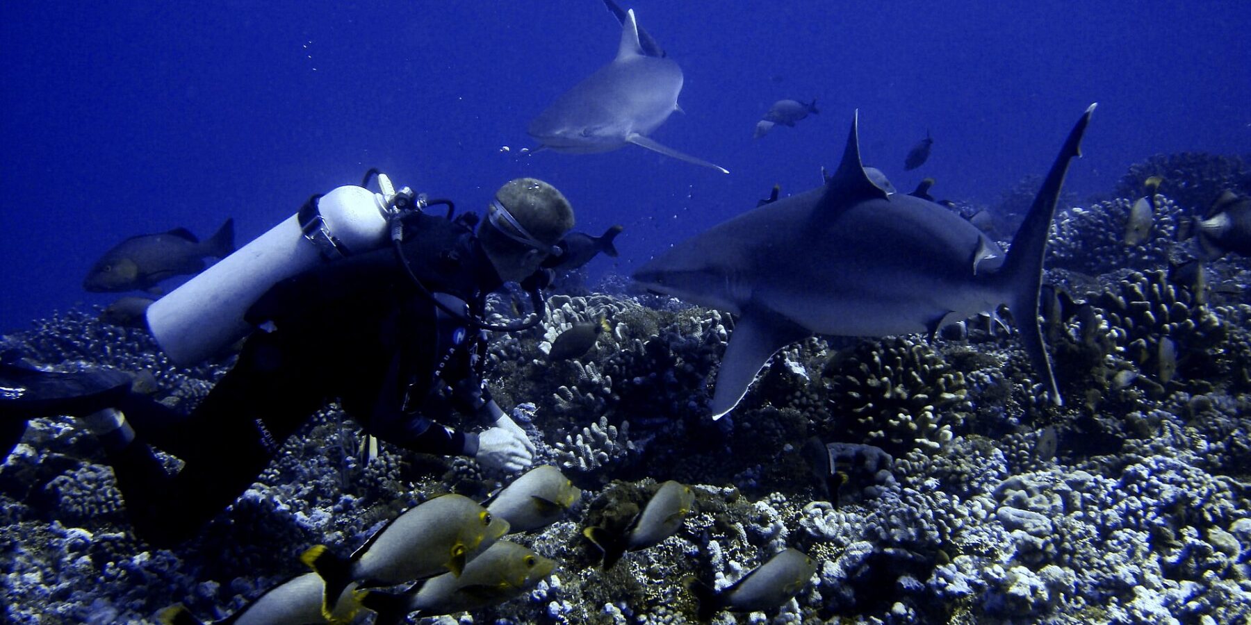 Un sub a filo di un fondale di coralli vede passare due squali vicinissimi, sopra un banco di pesci grigi dalla coda gialla, in un'acqua blu profondo