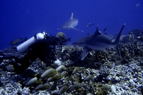Un sub a filo di un fondale di coralli vede passare due squali vicinissimi, sopra un banco di pesci grigi dalla coda gialla, in un'acqua blu profondo