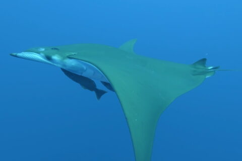 Una mobula vista di lato nuota verso sinistra, dorso verde oliva e ventre bianco, due remore attaccate sotto il corpo e l'ala a falce che scende verso il basso, in un blu limpido