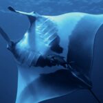 Una manta oceanica vista da sotto, il ventre bianco segnato da grandi macchie nere, le fessure branchiali visibili, un carango sotto di lei e la superficie in alto