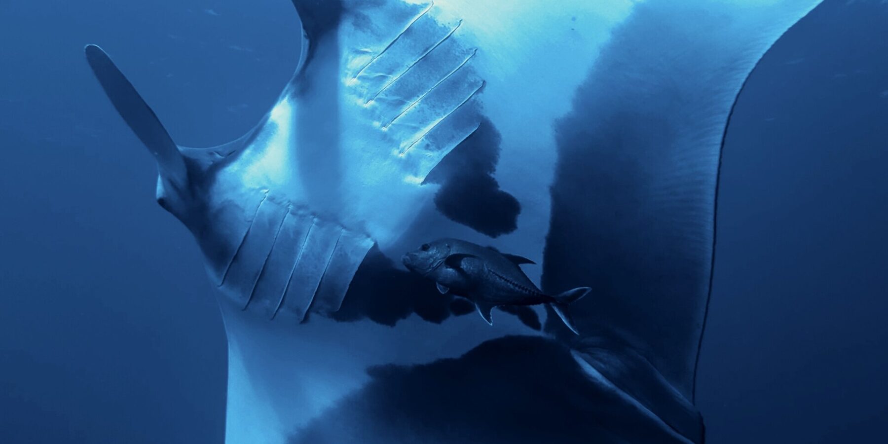 Una manta oceanica vista da sotto, il ventre bianco segnato da grandi macchie nere, le fessure branchiali visibili, un carango sotto di lei e la superficie in alto